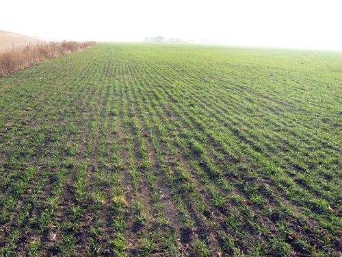 Property photo 15 - 60 Acres Offered in 2 Tracts